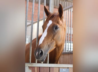 Irish Thoroughbred, Mare, 6 years, 16 hh, Chestnut-Red
