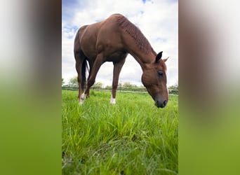Irish Thoroughbred, Mare, 6 years, 16 hh, Chestnut-Red