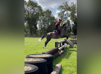 Irish Thoroughbred, Mare, 6 years, 16 hh, Gray