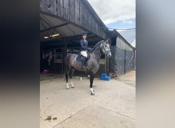 Irish Thoroughbred, Mare, 6 years, 16 hh, Gray