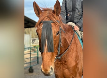 Irish Thoroughbred, Mare, 7 years, 15.2 hh, Chestnut-Red