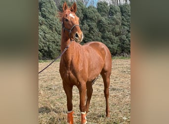 Irish Thoroughbred, Mare, 7 years, 15.2 hh, Chestnut-Red