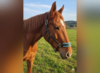 Irish Thoroughbred, Mare, 7 years, 15.2 hh, Chestnut-Red