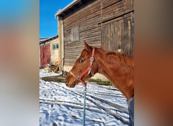 Irish Thoroughbred, Mare, 7 years, 15 hh, Chestnut-Red