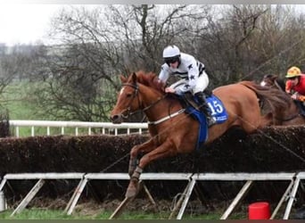 Irish Thoroughbred, Mare, 7 years, 15,2 hh, Chestnut-Red