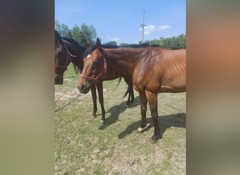 Irish Thoroughbred, Mare, 7 years, 16,1 hh, Brown