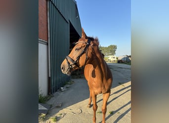 Irisches Vollblut, Stute, 7 Jahre, 16,1 hh, Dunkelfuchs