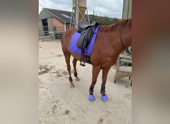 Irish Thoroughbred, Mare, 7 years, 16,1 hh, Chestnut