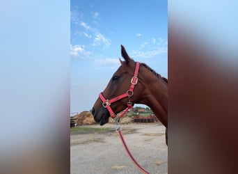 Irish Thoroughbred, Mare, 7 years, 16,1 hh, Chestnut