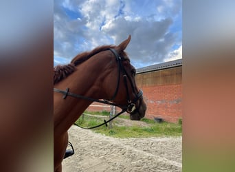 Irish Thoroughbred, Mare, 7 years, 16,1 hh, Chestnut