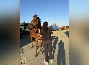 Irish Thoroughbred, Mare, 7 years, 16,1 hh, Chestnut