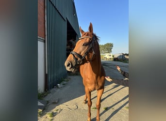 Irisches Vollblut, Stute, 7 Jahre, 16,1 hh, Dunkelfuchs