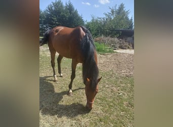 Irisches Vollblut, Stute, 7 Jahre, 16 hh, Brauner