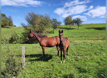 Irish Thoroughbred, Mare, 7 years, 16 hh, Brown