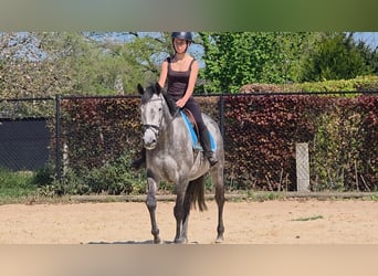 Irish Thoroughbred, Mare, 7 years, 16 hh, Grey