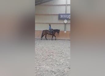 Irish Thoroughbred, Mare, 7 years, Brown