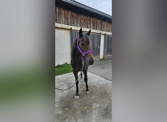 Irish Thoroughbred, Mare, 8 years, 15,2 hh, Brown