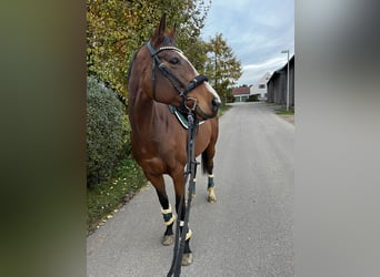 Irish Thoroughbred, Mare, 8 years, 15.2 hh, Brown