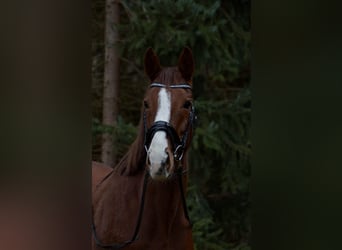 Irish Thoroughbred, Mare, 8 years, 15,2 hh, Chestnut-Red