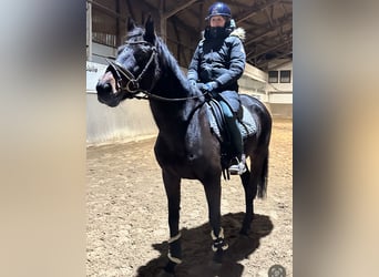 Irish Thoroughbred, Mare, 8 years, 16 hh, Brown