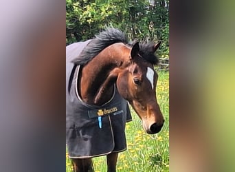 Irish Thoroughbred, Mare, 8 years, 16 hh, Brown