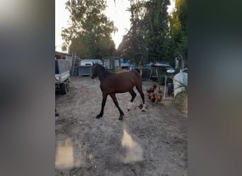 Irish Thoroughbred Mix, Stallion, 1 year, 13,2 hh, Brown