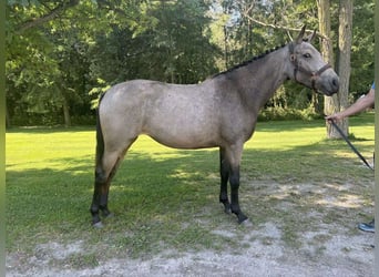 Irisches Vollblut, Hengst, 2 Jahre, 15 hh, Rotbrauner