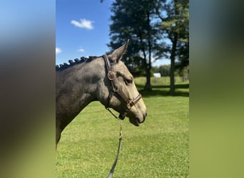 Irisches Vollblut, Hengst, 2 Jahre, 15 hh, Rotbrauner