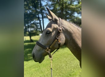 Irisches Vollblut, Hengst, 2 Jahre, 15 hh, Rotbrauner