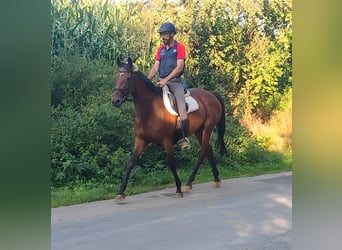 Irländsk sporthäst, Sto, 10 år, 161 cm, Brun