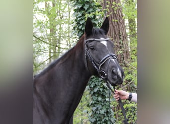 Irländsk sporthäst, Sto, 10 år, 165 cm, Svart