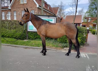 Irländsk sporthäst, Sto, 11 år, 165 cm, Brun