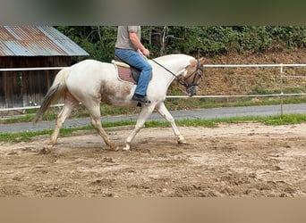 Irländsk sporthäst, Sto, 11 år, 165 cm, Pinto