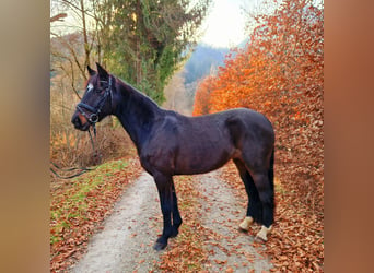 Irländsk sporthäst, Sto, 13 år, 156 cm, Mörkbrun