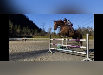 Irländsk sporthäst, Sto, 14 år, 167 cm, Fux