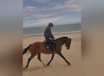 Irländsk sporthäst, Sto, 15 år, 152 cm, Brun