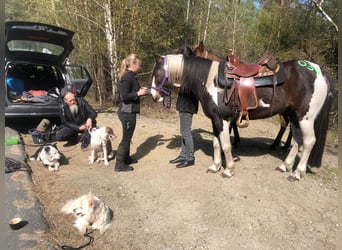 Irländsk sporthäst, Sto, 15 år, 153 cm