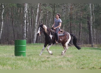 Irländsk sporthäst, Sto, 15 år, 153 cm