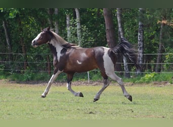 Irländsk sporthäst, Sto, 15 år, 160 cm