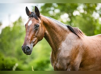Irländsk sporthäst, Sto, 15 år, 169 cm, Brun