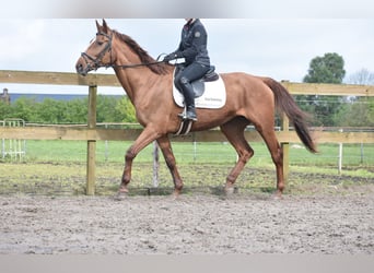 Irländsk sporthäst, Sto, 16 år, 168 cm, fux
