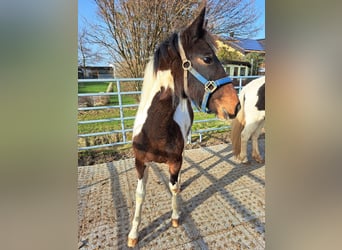 Irländsk sporthäst Blandning, Sto, 1 år, 130 cm, Pinto