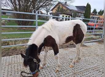 Irländsk sporthäst Blandning, Sto, 1 år, 130 cm, Pinto
