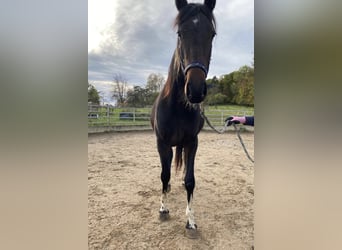 Irländsk sporthäst Blandning, Sto, 2 år, 152 cm, Rökfärgad svart