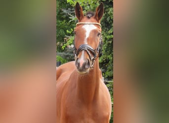 Irländsk sporthäst, Sto, 3 år, 152 cm, Brun