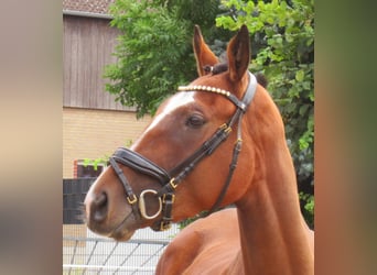 Irländsk sporthäst, Sto, 3 år, 152 cm, Brun