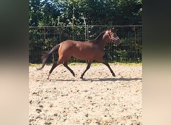 Irländsk sporthäst, Sto, 3 år, 162 cm, Brun