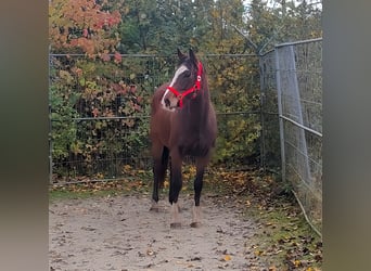Irländsk sporthäst, Sto, 4 år, 154 cm, Brun