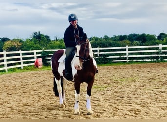 Irländsk sporthäst, Sto, 4 år, 158 cm, Pinto