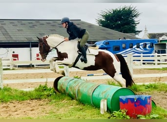 Irländsk sporthäst, Sto, 4 år, 158 cm, Pinto